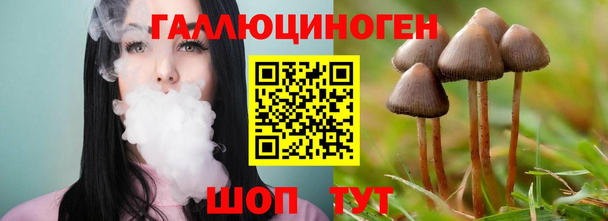 Псилоцибиновые грибы Psilocybe Каменск-Шахтинский